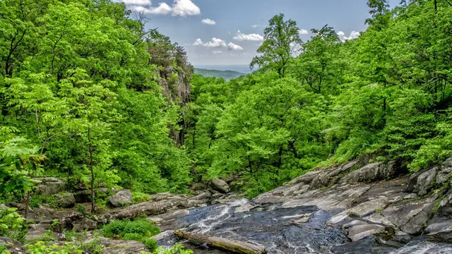 A rocky river surrounded by green trees